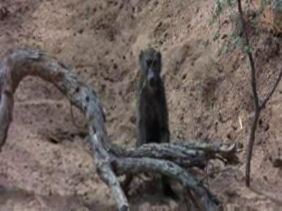 animals_are_beautiful_people