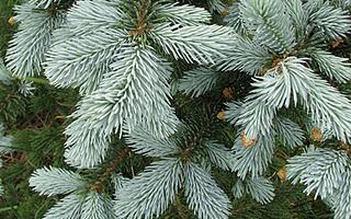 Les 13 desserts de Colette