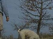 pars caver truffe noire