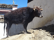 habitudes bonheur -Tibet octobre 2011