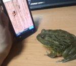 vidéo crapaud smartphone ant smasher