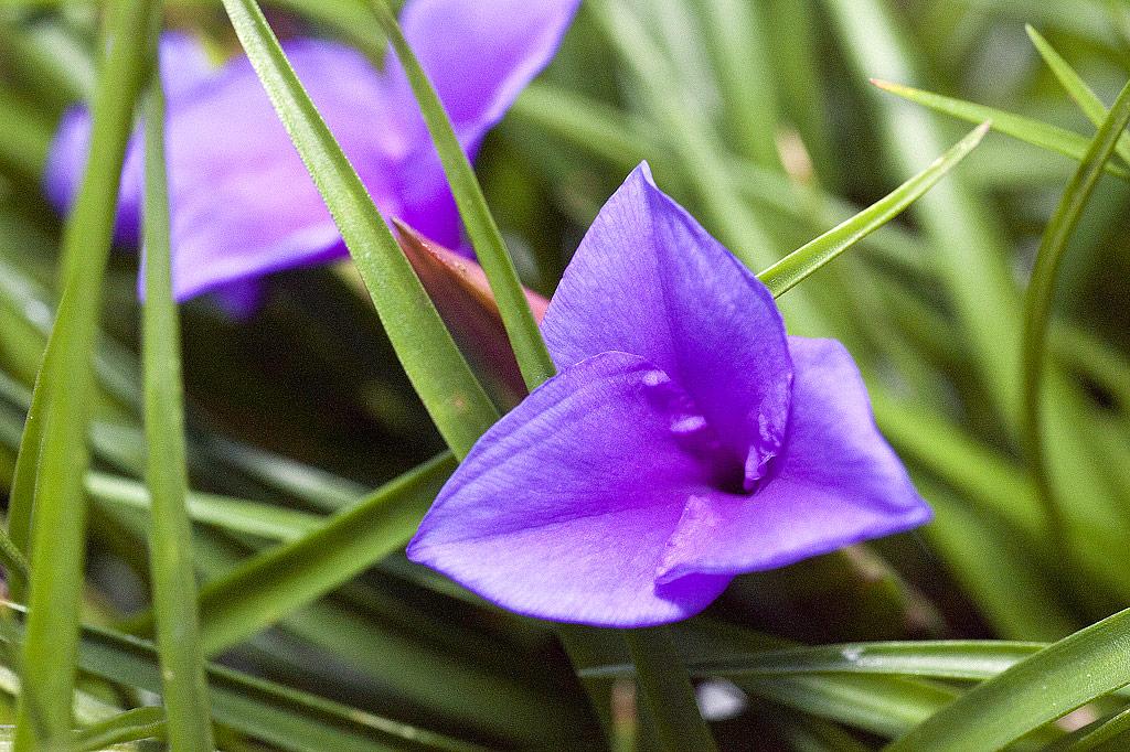 Fleur de Tillandsia cyanea