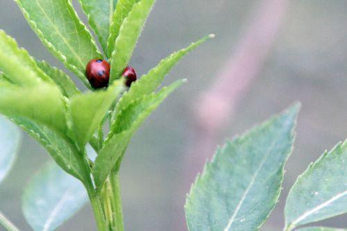 hookeri romi 25 déc 2011 024.jpg