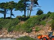 algues source d’énergie