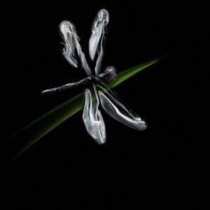 amazing-art-of-burning-matches-004 amazing-art-of-burning-matches-004