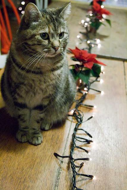 7 jours - 7 photos - 7 days