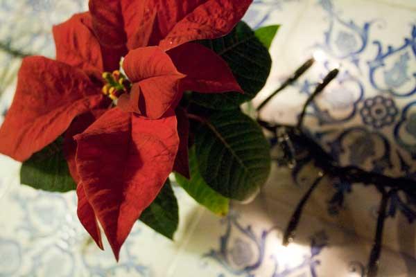 7 jours - 7 photos - 7 days