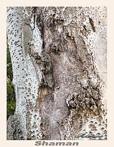 P1070448shaman copie