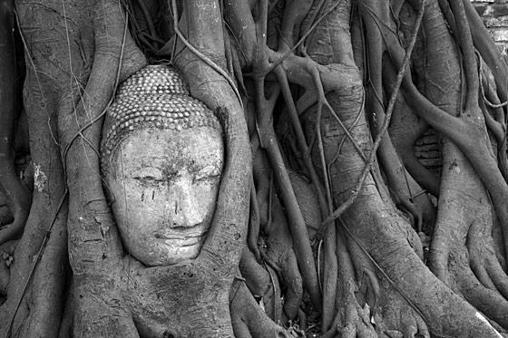 Ayutthaya buddha's head Wat Mahathat