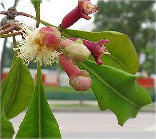 Se soigner par les plantes n°11