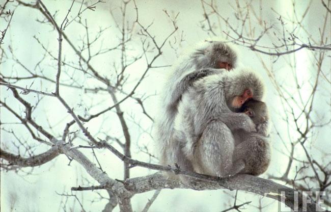 La trêve blanche…