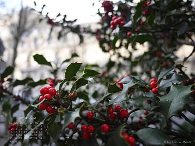 Branche de houx, avenue Montaigne - photo déc. 2011