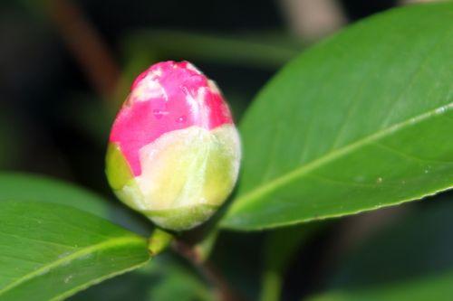 gloire de nantes veneux 29 déc 2011 004.jpg