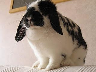 Pâte à Biscuit roulé pour bûche