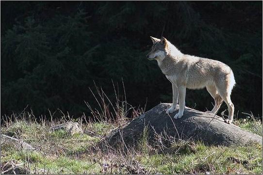 Les Loups de Chabrières