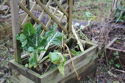 1 bettes 23 déc 2011 011.jpg