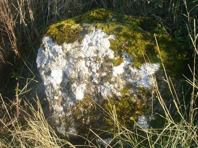 voeux vaches et coton mal  peigné parfois même