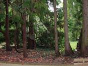 Chamaecyparis lawsoniana