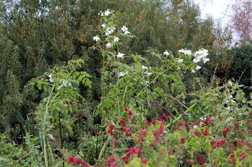 Dahlia arborea réveillonne avec nous dahlia 2 paris 31 déc 2011 013.jpg