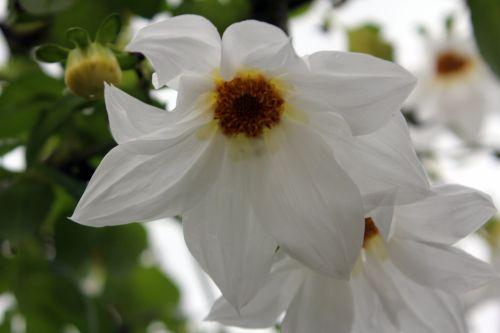 Dahlia arborea réveillonne avec nous dahlia fl paris 31 déc 2011 009.jpg