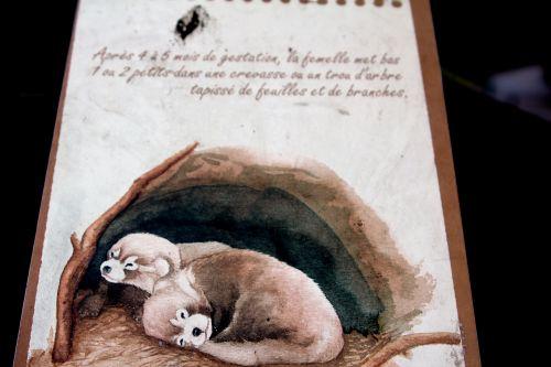 ailurus 5 paris 31 déc 2011 195.jpg