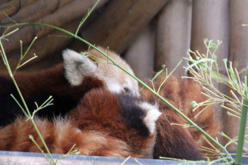 ailurus 2 paris 31 déc 2011 202.jpg