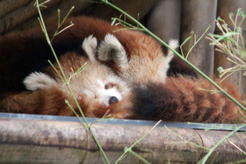 ailurus 1 paris 31 déc 2011 192.jpg