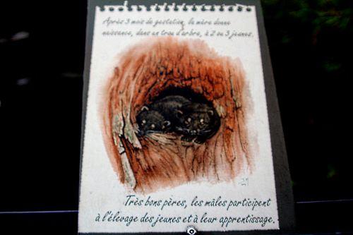 ailurus 6 paris 31 déc 2011 p 191.jpg