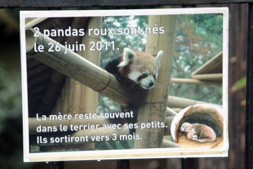 ailurus 4 paris 31 déc 2011 194.jpg