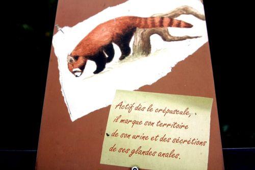 ailurus 8 paris 31 déc 2011 197.jpg