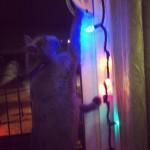 Décembre { Instagr.am }