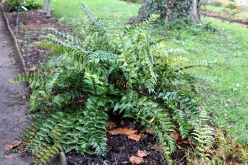 cyrtomium 1 paris 31 déc 2011 126.jpg