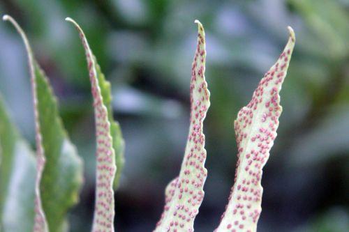 cyrtomium 6 paris 31 déc 2011 134.jpg