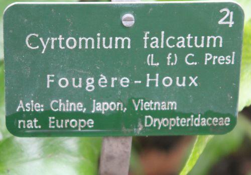 cyrtomium étiq paris 31 déc 2011 129.jpg