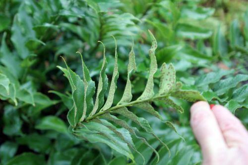 cyrtomium 4 paris 31 déc 2011 132.jpg