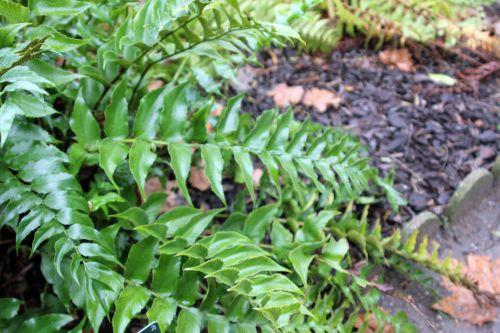 cyrtomium 2 paris 31 déc 2011 127.jpg