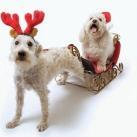 animaux-de-noel-019 thumbs animaux de noel 019 Animaux de Noel (30 photos)