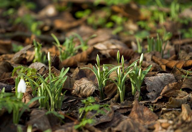 perce-neige sans neige qui annoncent le printemps