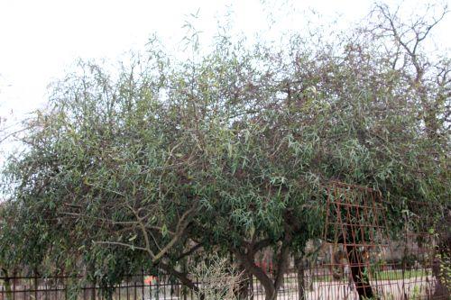 paris 31 déc 2011 075.jpg