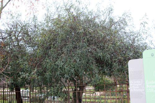 paris 31 déc 2011 074.jpg