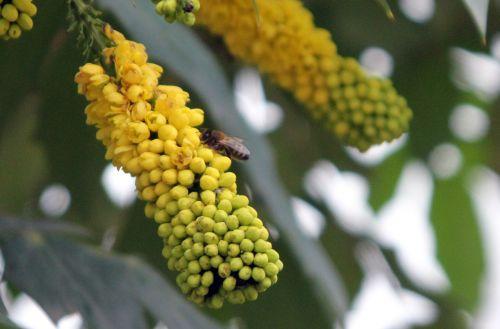 4 beali abeille paris 31 déc 2011 155.jpg