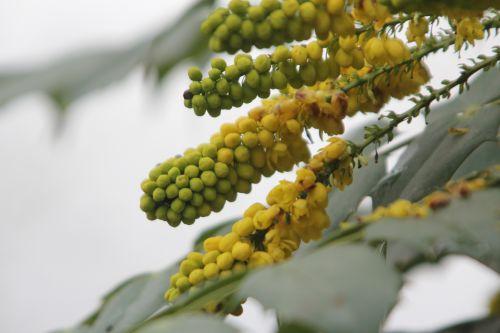 2 beali paris 31 déc 2011 114.jpg