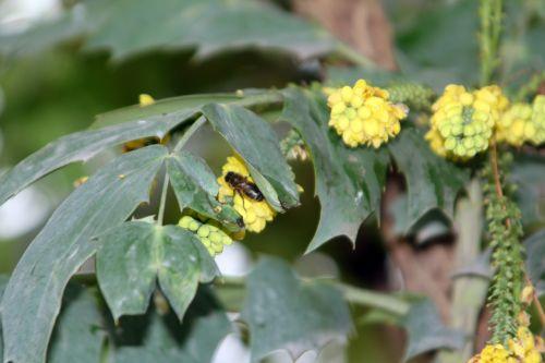 3 beali abeille paris 31 déc 2011 120.jpg