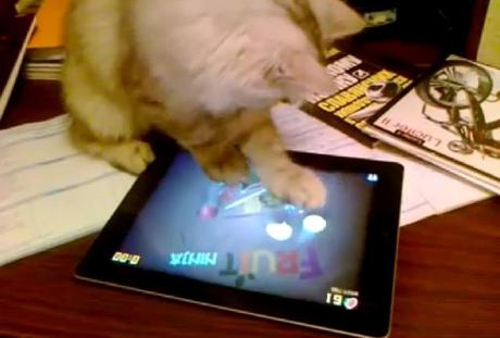 Un chat en train de jouer à Fruit Ninja sur iPad