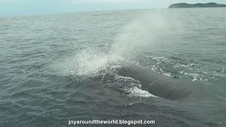 Voyage sur la Côte Est: Byron Bay et la migration des baleines