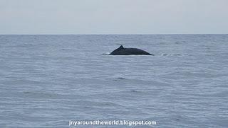 Voyage sur la Côte Est: Byron Bay et la migration des baleines