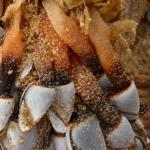 pouce-pieds P1250453.JPG