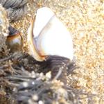 pouce-pieds P1250692.JPG