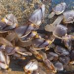 pouce-pieds P1250699.JPG