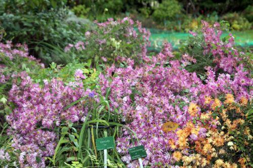 chrysanthemum 2 paris 4 déc 2011 061.jpg